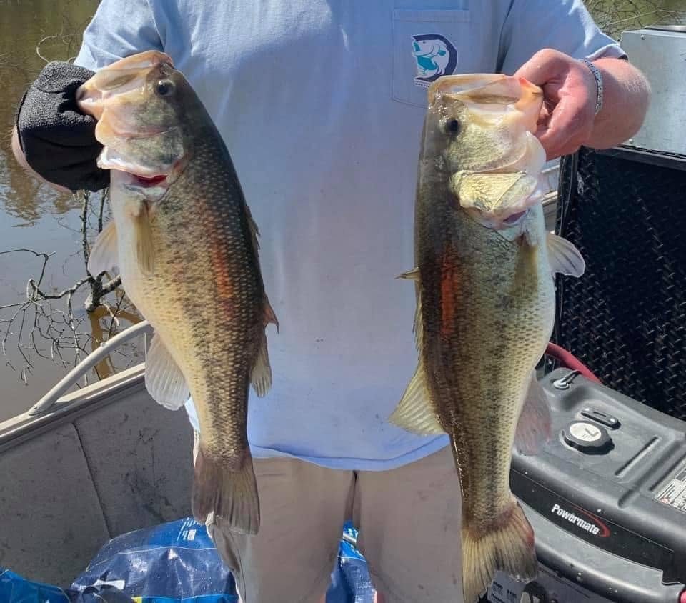 Two largemouth bass held side by side