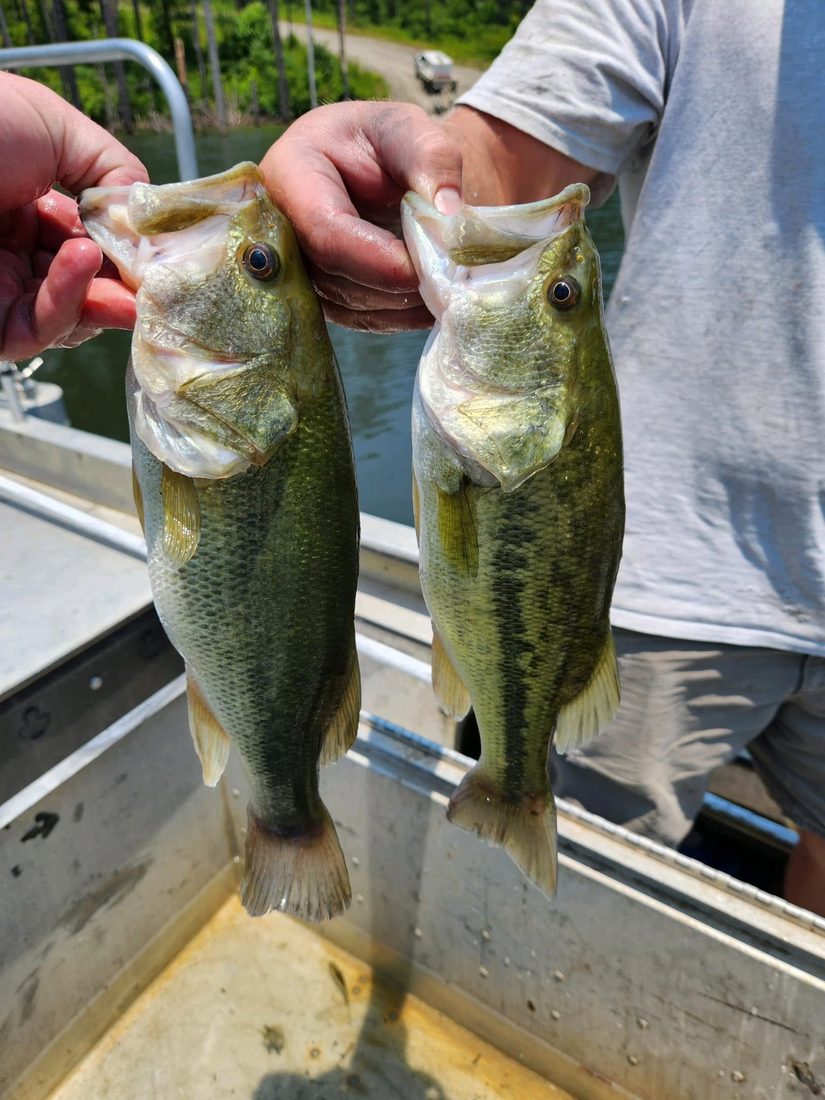 Pair of largemouth bass held in an aluminum boat