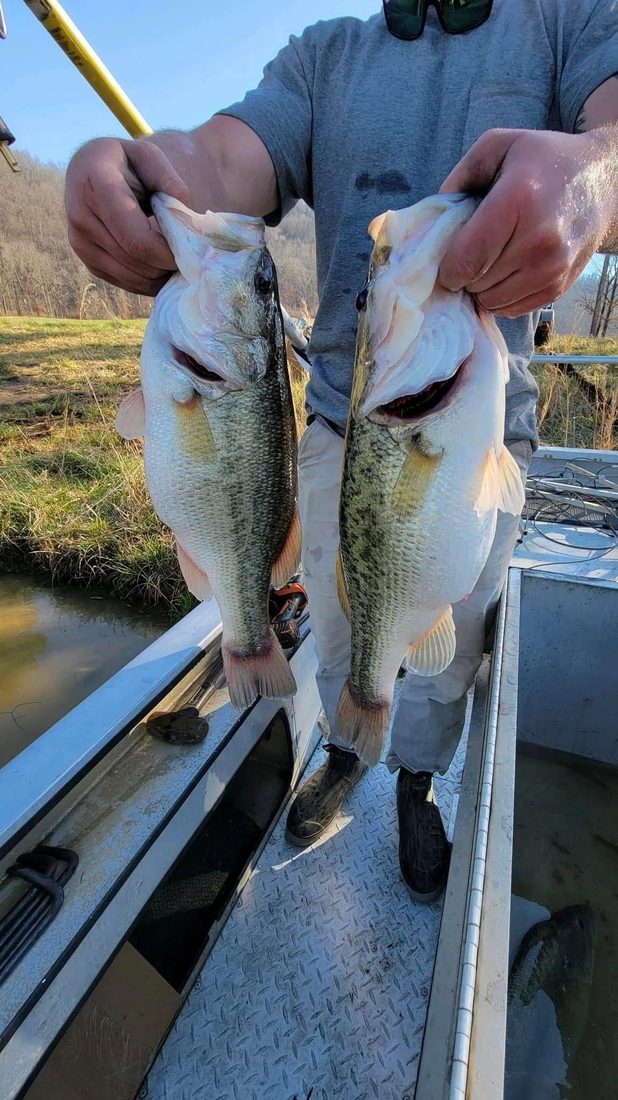 Two largemouth bass held side by side