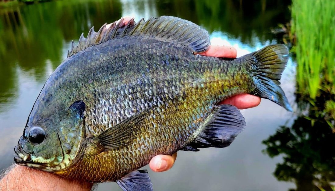 Hand holding a large colorful bluegill