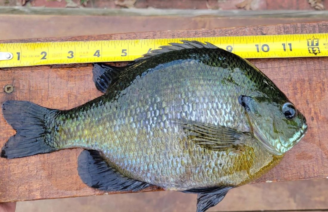 Large bluegill laid on a tape measure reaching nearly eleven inches
