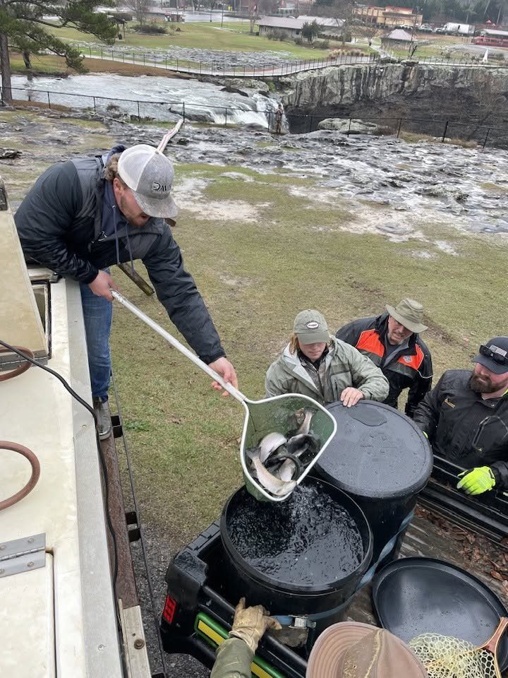 Crew netting fish into hauling tanks at the farm