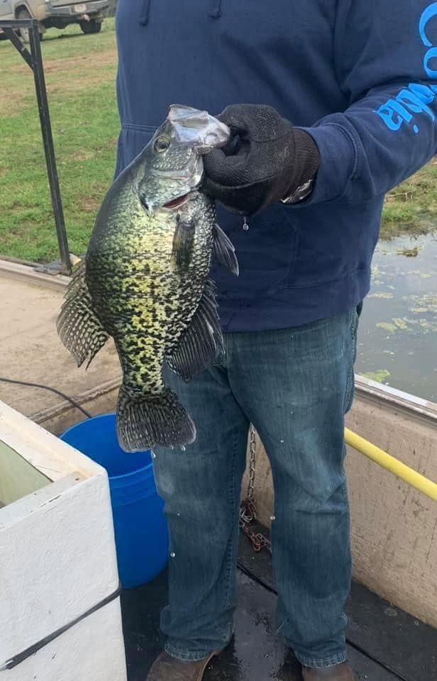 Hand holding a large black crappie over a boat