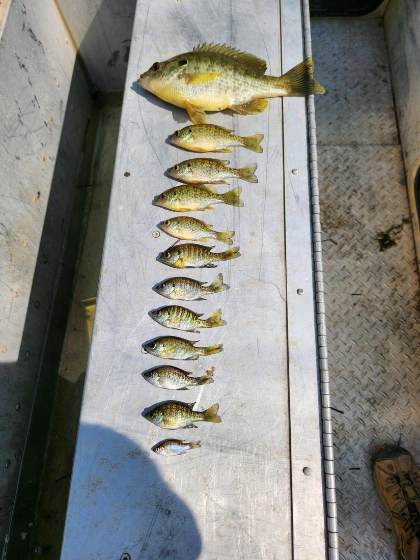Bluegill graded by size and laid out on the boat deck