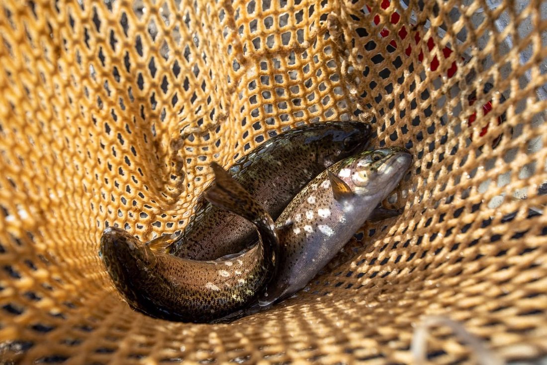 Fish gathered in a net on stocking day