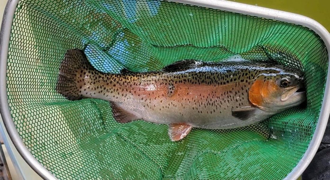 Rainbow trout in a landing net