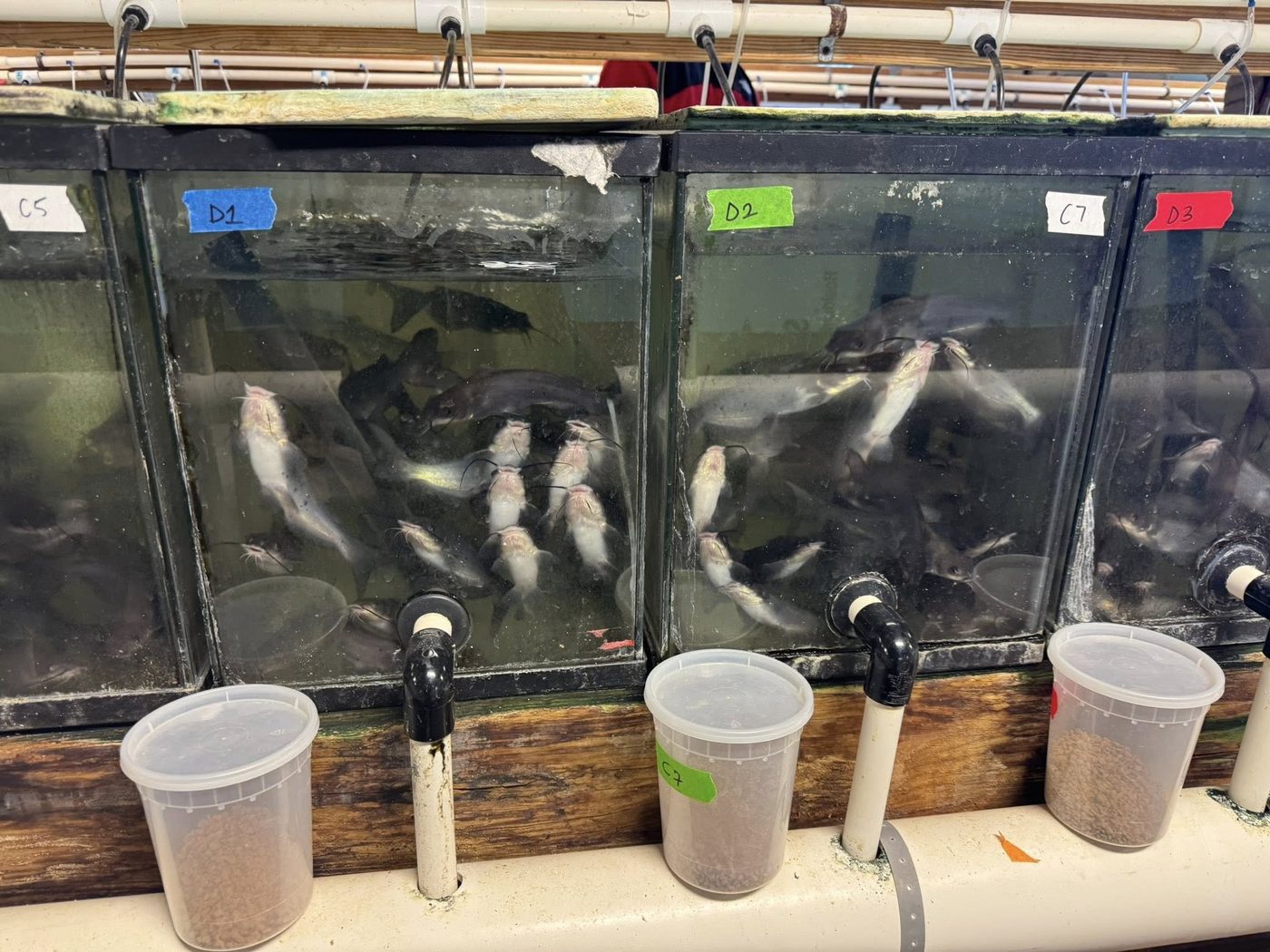 Rows of indoor holding tanks at the Davis Fish Farms hatchery