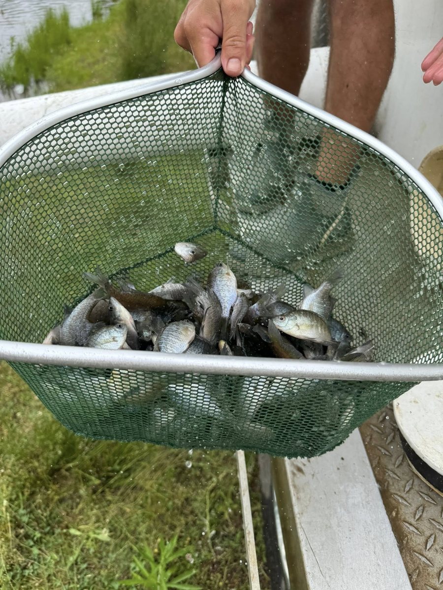 Net full of healthy fingerlings ready for stocking