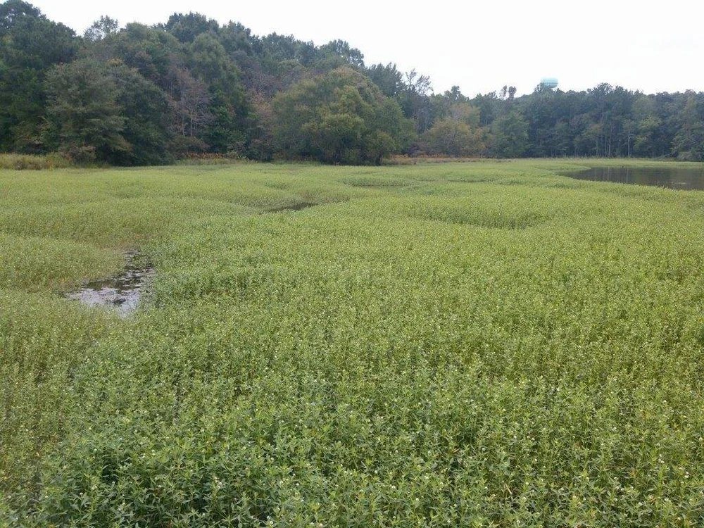 Pond surface heavily covered with aquatic vegetation